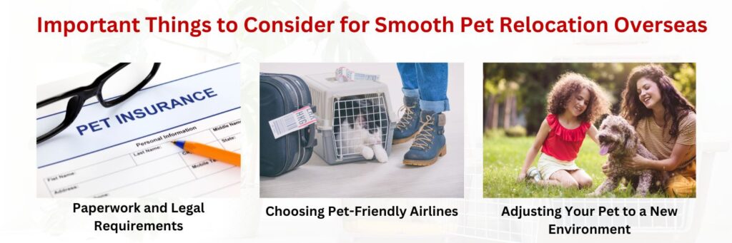 Important Things to Consider for Smooth Pet Relocation Overseas